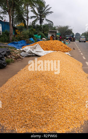 Angadihalli, Karnataka, Indien - November 2, 2013: Zwei Haufen von Mais entlang der Straße, eine mit der gelben Kernel bereits gedroschen, die andere Orange ein Sti Stockfoto