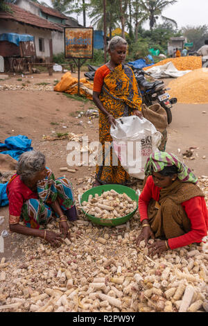 Angadihalli, Karnataka, Indien - November 2, 2013: Drei Frauen sammeln leere Maiskolben nach dem Dreschen als Brennstoff für ihre Öfen zu verwenden. Bunte Saris ein Stockfoto