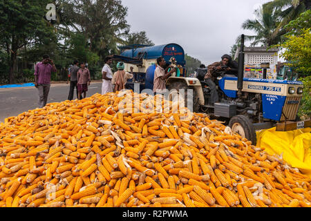 Angadihalli, Karnataka, Indien - November 2, 2013: Blau dreschmaschine am Traktor kommt hinter Haufen orange Maiskolben. Die Leute in der Straße sind watc Stockfoto