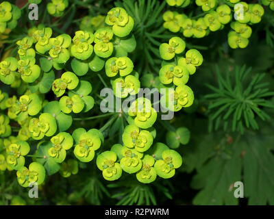 Zypressen Wolfsmilch Stockfoto