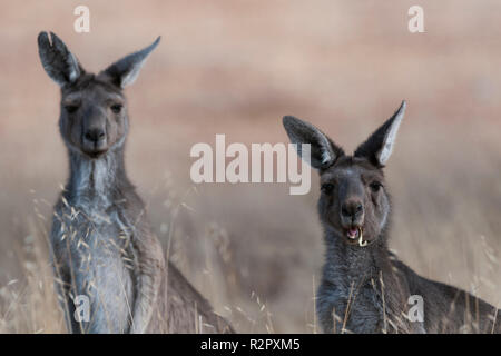 Portrait Nahaufnahme von zwei weiblichen westlichen Grauen Kängurus Essen mit Zunge, Avon Valley western Australia Stockfoto