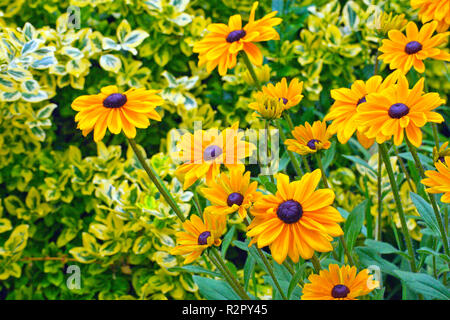 Farbenfroh blühenden Garten Stockfoto