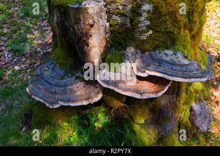 Großer Baum Pilze auf Totholz Stockfoto