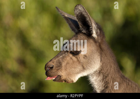 Porträt in der Nähe der weiblichen Western grey kangaroo Essen mit Zunge, Avon Valley western Australia Stockfoto
