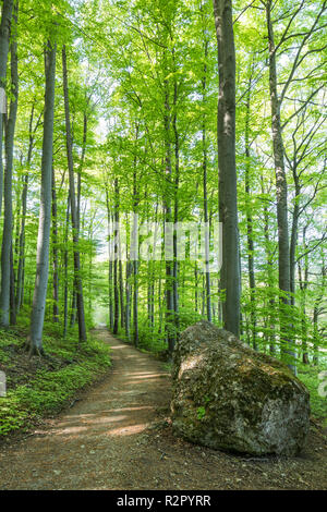 Wanderweg im Wienerwald, in der Nähe von Peilstein Berg, Lower Austria, Österreich, Europa, Stockfoto