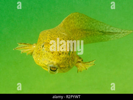 Bullfrog Kaulquappe in einem überschwemmten Kiesgrube, Baden-Württemberg, Deutschland Stockfoto