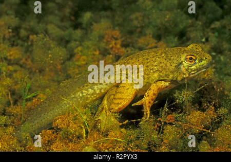 Bullfrog Kaulquappe in einem überschwemmten Kiesgrube, Deutschland Stockfoto