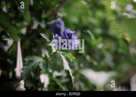 Bielefeld, Schildesche (Teil der Stadt), sonnigen Tag im August, Gartenzaun, Detail Stockfoto