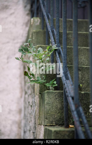 Bielefeld, Schildesche (Teil der Stadt), sonnigen Tag im August, Haus, Details Stockfoto