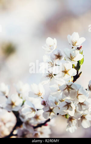 Zartrosa Blüten im Frühjahr Stockfoto