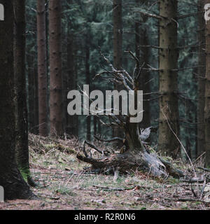 Scots Kiefern im Teutoburger Wald Stockfoto