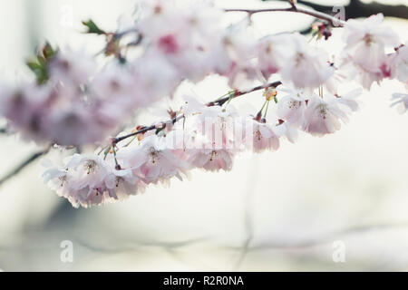 Zartrosa Blüten im Frühjahr Stockfoto