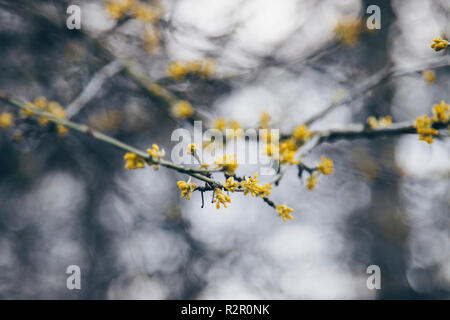 Erste Blüten Anfang März Stockfoto