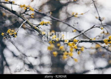 Erste Blüten Anfang März Stockfoto