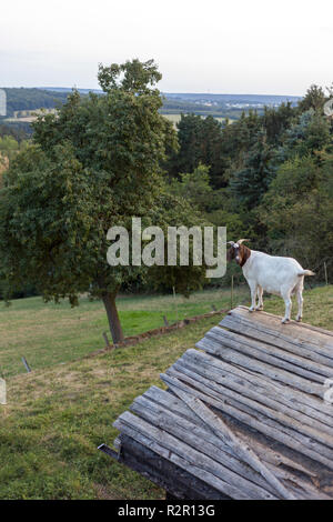 Ziege auf dem Dach eines für eine bessere Sicht, Rüthen, Haar, Deutschland Halle, Stockfoto