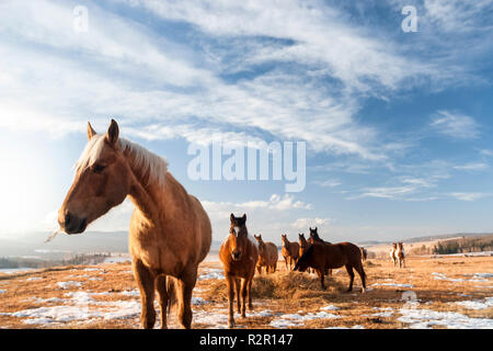 Herde von Pferden im Winter, weite Landschaft in den Rocky Mountains Ausläufern, Alberta, Kanada, Stockfoto