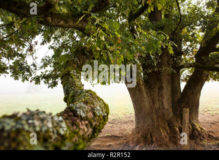 Eiche im Tal der Möhne, Belecke, Sauerland, Deutschland, Stockfoto