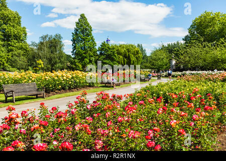 England, London, Regents Park, Queen Mary's Gärten, Rosen Stockfoto