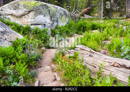 Schönen Wanderweg mit grünen Farnen und Silber Lupinen Wildblumen gesäumt, Yosemite National Park, in den Bergen der Sierra Nevada, Kalifornien Stockfoto