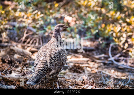 Verrußtes Grouse (Dendragapus Fuliginosus) weibliche Mischung mit der Umwelt, Yosemite National Park, in den Bergen der Sierra Nevada, Kalifornien Stockfoto