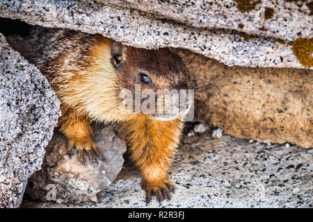 In der Nähe von Yellow-bellied Marmot unter einem Felsen auf der Oberseite des Half Dome, Yosemite National Park, Kalifornien ausblenden Stockfoto