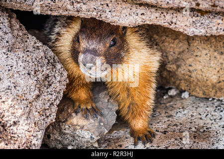 In der Nähe von Yellow-bellied Marmot unter einem Felsen auf der Oberseite des Half Dome, Yosemite National Park, Kalifornien ausblenden Stockfoto