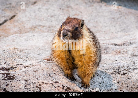 In der Nähe von Yellow-bellied Marmot auf einem Stein saß, Yosemite National Park, Kalifornien Stockfoto