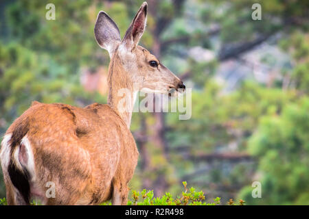 Nahaufnahme des jungen Schwarzen-tailed deer, Yosemite National Park, Kalifornien Stockfoto