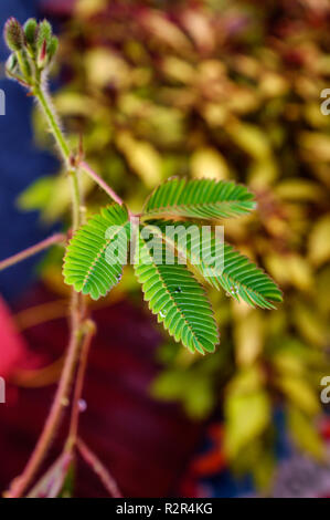 Closeup empfindliche Anlage verlässt, in der Nähe fährt bei Berührung Stockfoto