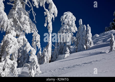 Oder 02421-00 ... OREGON - Schneebedeckte Bäume auf der Seite von Garfield Peak auf den Kratersee rim in Crater Lake National Park entfernt. Stockfoto