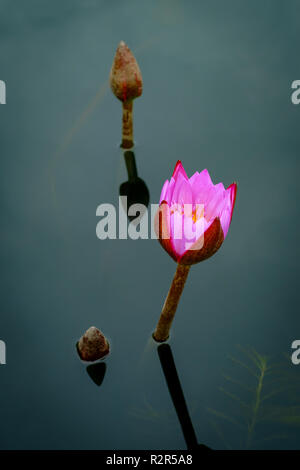 Closeup rosa winterharte Seerose nymphaea Blüte cultivar Stockfoto