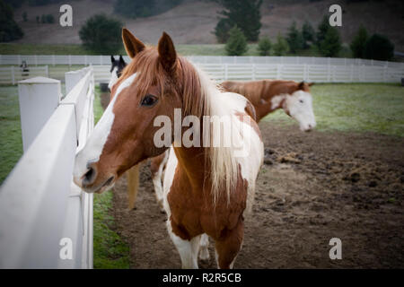 Braune und weiße Pferd stehend in einem eingezäunten Koppel mit zwei anderen Pferden auf einem Bauernhof. Stockfoto