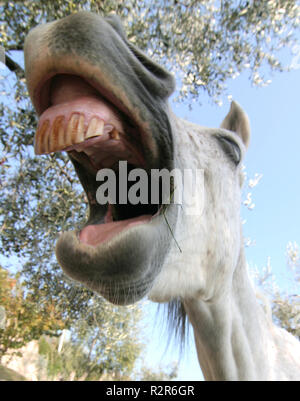 lachendes Pferd Stockfoto