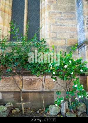 Seite sandsteinmauer von Holt Trinity Anglican Church in Millers Point Sydney, NSW, Australien. Stockfoto