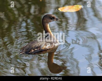 Pied-billed Grebe Stockfoto