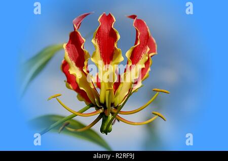 Gloriosa superba Stockfoto