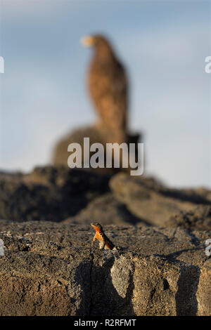 Galapgos lava Eidechse steht auf Rock mit Galapagos Falken hinter die Insel Isabela Galapagos Inseln Ecuador Stockfoto