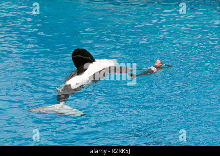 SAN DIEGO, Kalifornien, USA - Juni 3, 2009: Killer Whale durchführen bei Sea World, San Diego Stockfoto
