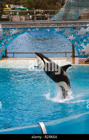 SAN DIEGO, Kalifornien, USA - Juni 3, 2009: Killer Whale durchführen bei Sea World, San Diego Stockfoto