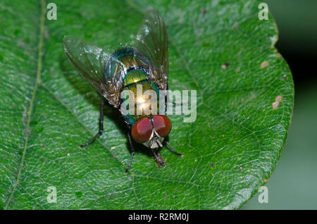 Blau-grüne Flasche Fliegen, Lucilia coeruleiviridis, männlich Stockfoto