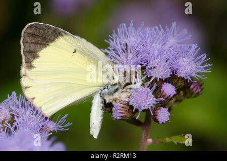 Gezackte Ambush Bug, Phymata sp., mit wenig Gelb, Pyrisitia Lisa, prey auf mistflower, Conoclinium coelestinum Stockfoto