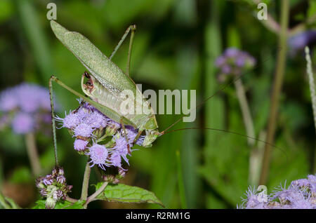 Fork-tailed Bush Katydid, Scudderia furcata, männlichen auf mistflower, Conoclinium coelestinum Stockfoto