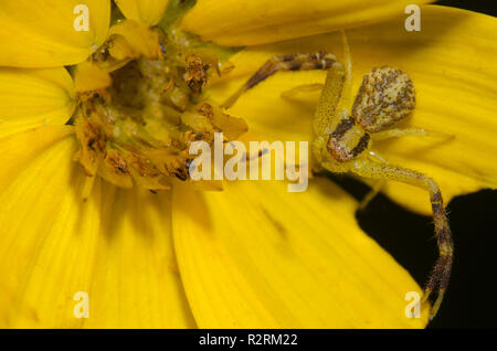Crab Spider, Mecaphesa sp., auf gelben composite Blume Stockfoto