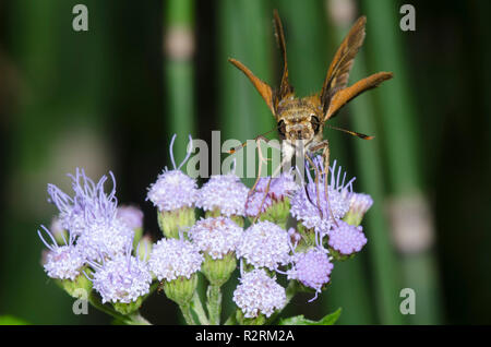 Südlicher Bruchstrich, Polites otho, auf Mistblume, Conoclinium coelestinum Stockfoto