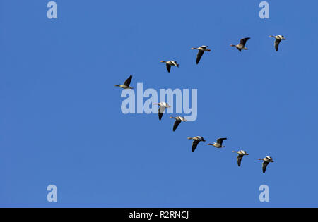 Graugaense Stockfoto