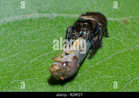 Bold Jumping Spider, Phidippus Audax, Weibchen mit breiter Spitze Sharpshooter, Oncometopia orbona, Beute Stockfoto
