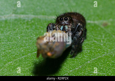 Bold Jumping Spider, Phidippus Audax, Weibchen mit breiter Spitze Sharpshooter, Oncometopia orbona, Beute Stockfoto