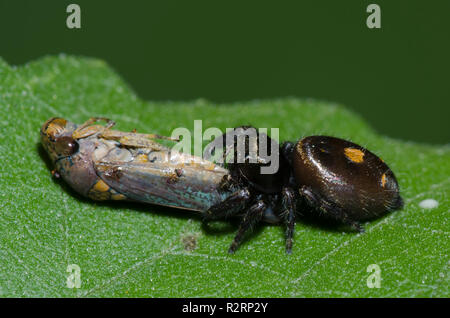 Bold Jumping Spider, Phidippus Audax, Weibchen mit breiter Spitze Sharpshooter, Oncometopia orbona, Beute Stockfoto
