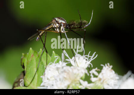 Elefant Mücke, Toxorhynchites rutilus, männliche sammeln Nektar aus weißen Snakeroot, Ageratina altissima Stockfoto