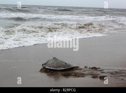 VIRGINIA BEACH, Virginia (Nov. 2, 2018) "Fiori", ein Kemp ridley Sea Turtle, Köpfe zurück in den Atlantik nach Lungenentzündung rehabilitiert werden, Gas in der gastronintestinal Trakt und einem entspannenden Angeln Haken eingebettet in ihren Mund. "Fiori" ist mit einem US-Marine-finanzierter Satelliten-Tag verwendet, um Bewegungen zu verfolgen, Lebensraum und Bildung von Überlebensorganen der Arten, die in der Chesapeake Bay und der Küstengebiete Virginia Gewässer im Rahmen eines Forschungsprojektes mit der Virginia Aquarium und das Marine Science Center ausgestattet. Stockfoto